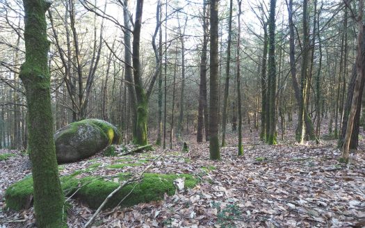 Wooded land of 5.76 hectares